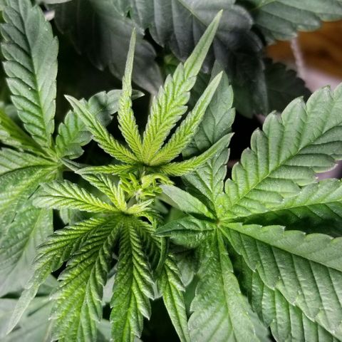 Quebec Blue (blue fire x grand daddy purple) growlog photo: New humidifier. % Coming back with comfortable range. 