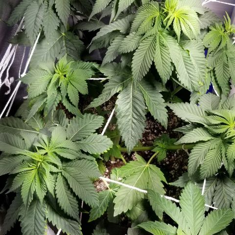 Quebec Blue (blue fire x grand daddy purple) growlog photo: New humidifier. % Coming back with comfortable range. 