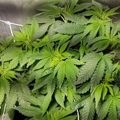 Quebec Blue (blue fire x grand daddy purple) growlog photo: New humidifier. % Coming back with comfortable range. 