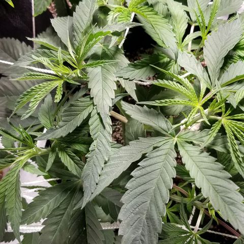 Quebec Blue (blue fire x grand daddy purple) growlog photo: New humidifier. % Coming back with comfortable range. 
