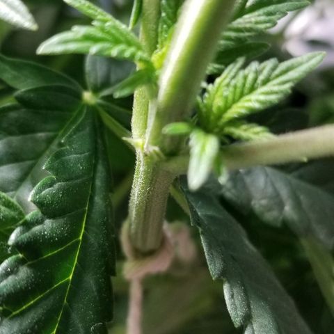 Quebec Blue (blue fire x grand daddy purple) growlog photo: New humidifier. % Coming back with comfortable range. 