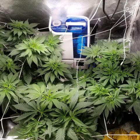Quebec Blue (blue fire x grand daddy purple) growlog photo: Topped the blueberry a second time.