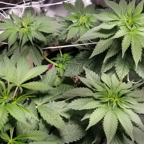 Quebec Blue (blue fire x grand daddy purple) growlog photo: Topped the blueberry a second time.