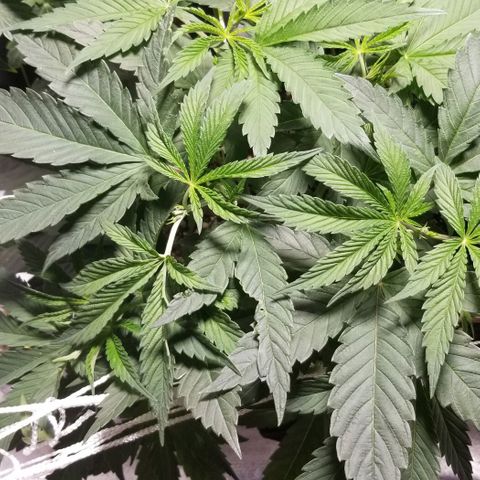 Quebec Blue (blue fire x grand daddy purple) growlog photo: Topped the blueberry a second time.