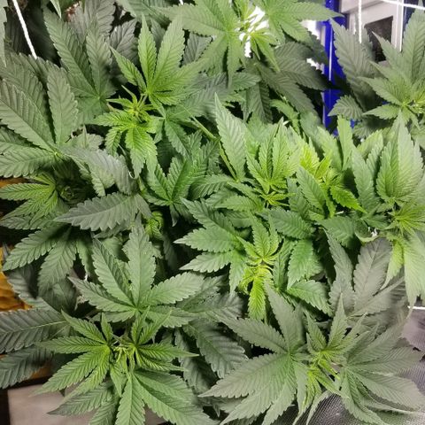 Quebec Blue (blue fire x grand daddy purple) growlog photo: Topped the blueberry a second time.