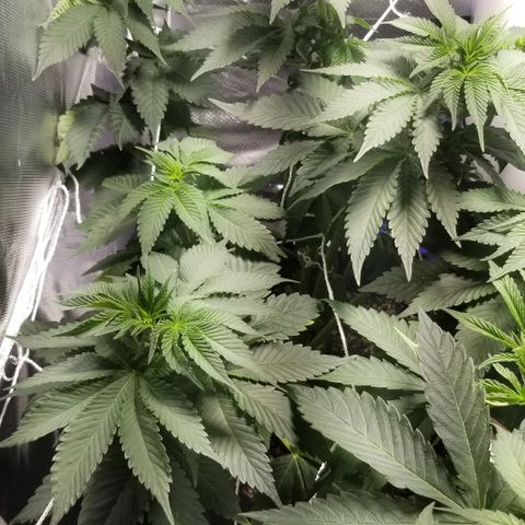 Quebec Blue (blue fire x grand daddy purple) growlog timeline photo
