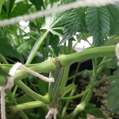 Quebec Blue (blue fire x grand daddy purple) growlog timeline photo