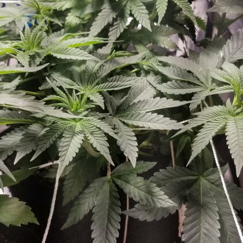 Quebec Blue (blue fire x grand daddy purple) growlog timeline photo