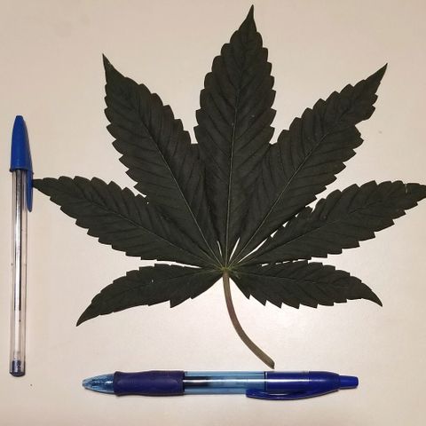 Quebec Blue (blue fire x grand daddy purple) growlog timeline photo