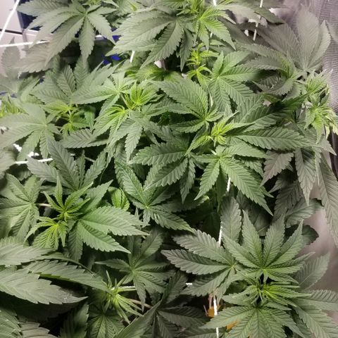 Quebec Blue (blue fire x grand daddy purple) growlog timeline photo