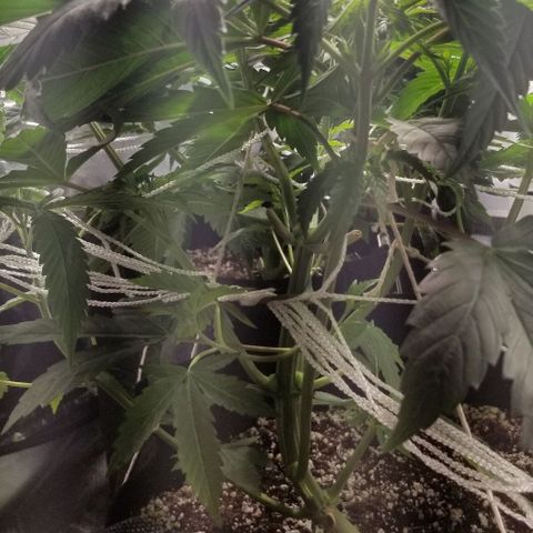 Quebec Blue (blue fire x grand daddy purple) growlog timeline photo