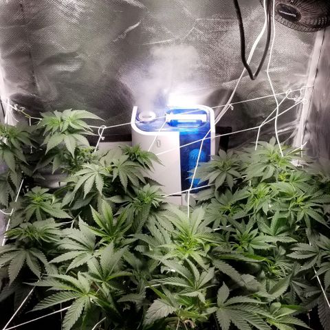 Quebec Blue (blue fire x grand daddy purple) growlog timeline photo