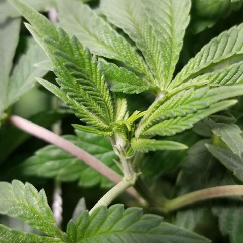 Quebec Blue (blue fire x grand daddy purple) growlog timeline photo