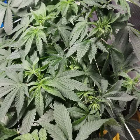 Quebec Blue (blue fire x grand daddy purple) growlog timeline photo