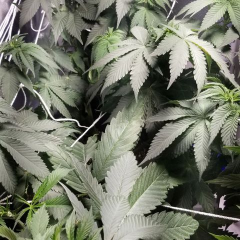 Quebec Blue (blue fire x grand daddy purple) growlog timeline photo