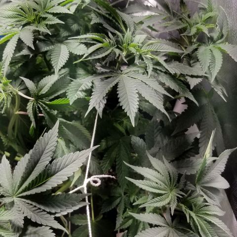 Quebec Blue (blue fire x grand daddy purple) growlog timeline photo