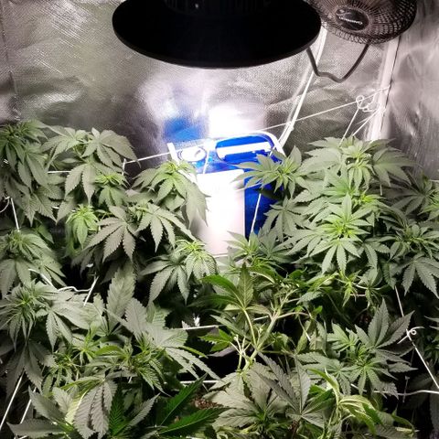 Quebec Blue (blue fire x grand daddy purple) growlog timeline photo
