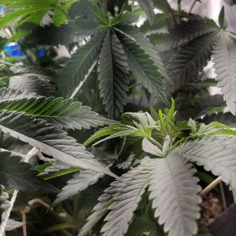 Quebec Blue (blue fire x grand daddy purple) growlog timeline photo
