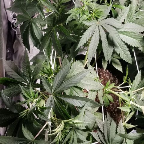 Quebec Blue (blue fire x grand daddy purple) growlog timeline photo