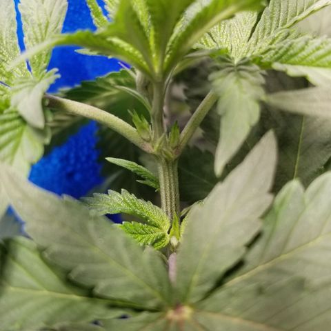 Quebec Blue (blue fire x grand daddy purple) growlog timeline photo