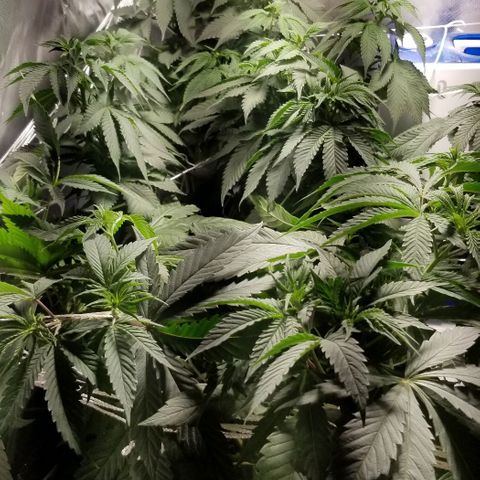 Quebec Blue (blue fire x grand daddy purple) growlog photo: Last week before 12-12 switch.