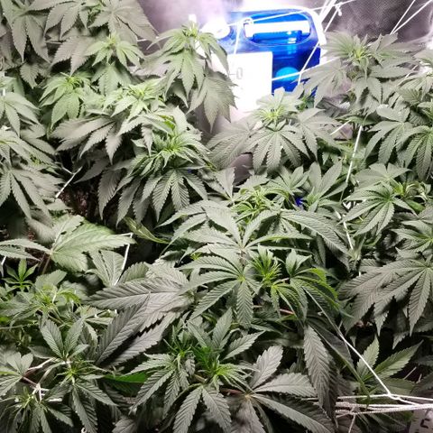 Quebec Blue (blue fire x grand daddy purple) growlog photo: Last week before 12-12 switch.