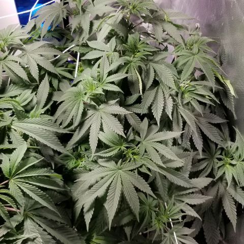 Quebec Blue (blue fire x grand daddy purple) growlog photo: Last week before 12-12 switch.