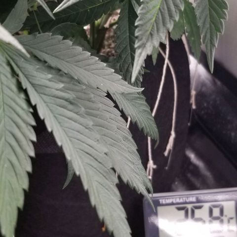 Quebec Blue (blue fire x grand daddy purple) growlog photo: Last week before 12-12 switch.