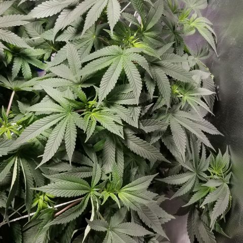 Quebec Blue (blue fire x grand daddy purple) growlog photo: Started to change light to 12-12. 