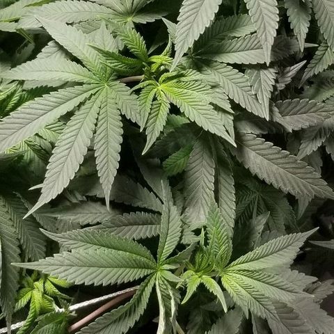 Quebec Blue (blue fire x grand daddy purple) growlog photo: Started to change light to 12-12. 