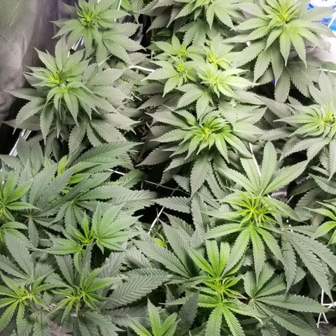 Quebec Blue (blue fire x grand daddy purple) growlog photo: A stretch has started. 