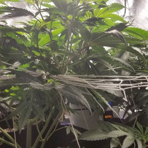 Quebec Blue (blue fire x grand daddy purple) growlog photo: Switching to flower.