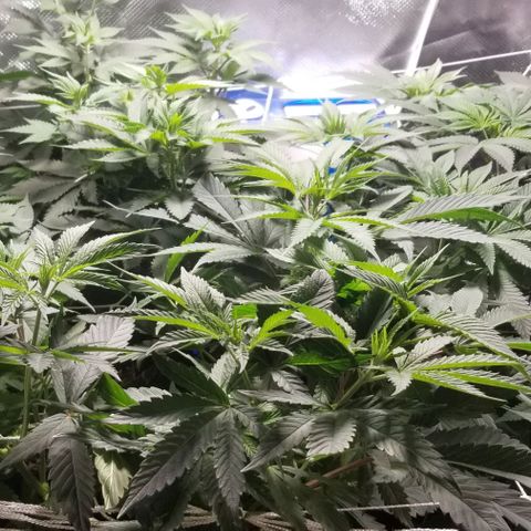 Quebec Blue (blue fire x grand daddy purple) growlog photo: Switching to flower.