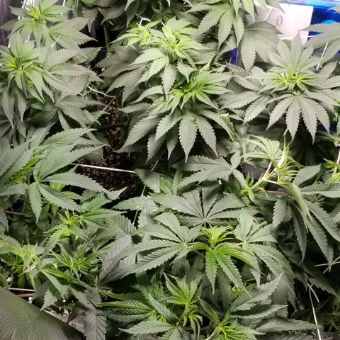 Quebec Blue (blue fire x grand daddy purple) growlog photo: Started to change light to 12-12. 