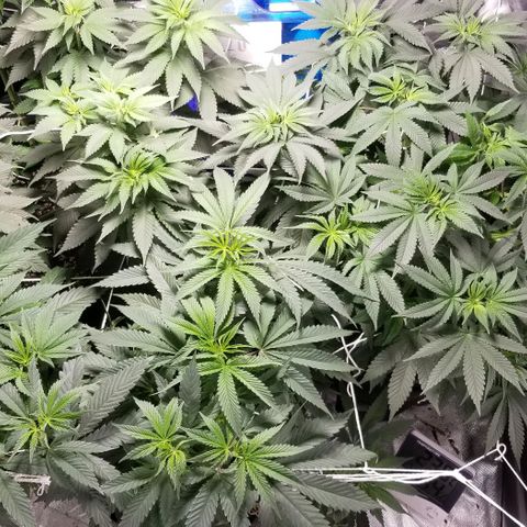 Quebec Blue (blue fire x grand daddy purple) growlog photo: A stretch has started. 