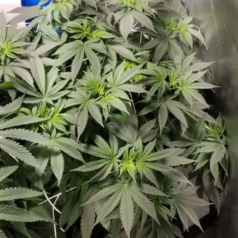 Quebec Blue (blue fire x grand daddy purple) growlog photo: A stretch has started. 