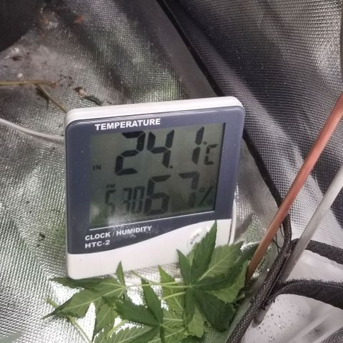 Quebec Blue (blue fire x grand daddy purple) growlog photo: Switching to flower.