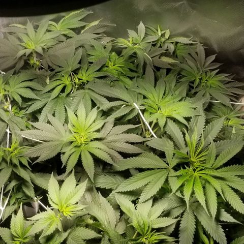 Quebec Blue (blue fire x grand daddy purple) growlog photo: First full day in flower mode.