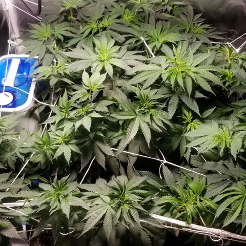 Quebec Blue (blue fire x grand daddy purple) growlog photo: First full day in flower mode.