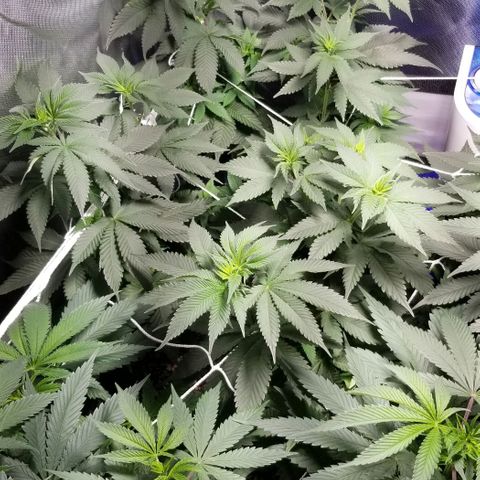 Quebec Blue (blue fire x grand daddy purple) growlog timeline photo