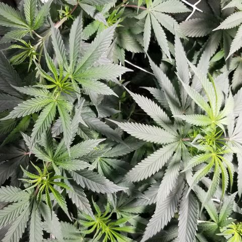 Quebec Blue (blue fire x grand daddy purple) growlog timeline photo