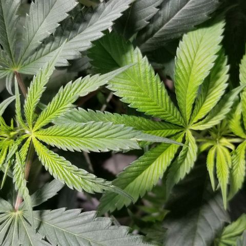 Quebec Blue (blue fire x grand daddy purple) growlog timeline photo