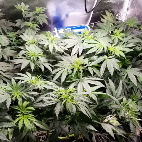 Quebec Blue (blue fire x grand daddy purple) growlog timeline photo