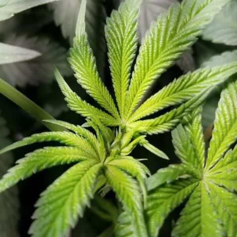 Quebec Blue (blue fire x grand daddy purple) growlog timeline photo