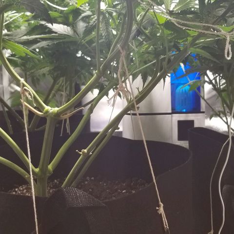 Quebec Blue (blue fire x grand daddy purple) growlog timeline photo