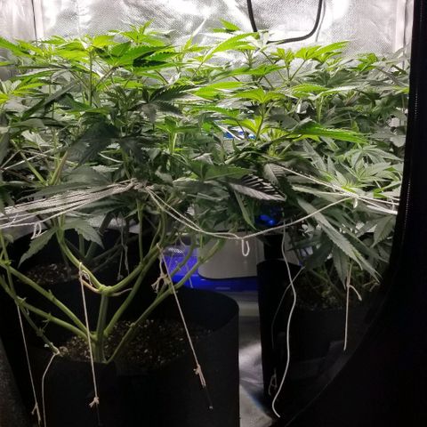 Quebec Blue (blue fire x grand daddy purple) growlog timeline photo