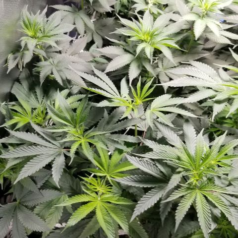 Quebec Blue (blue fire x grand daddy purple) growlog timeline photo