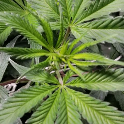Quebec Blue (blue fire x grand daddy purple) growlog timeline photo