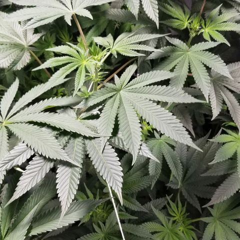 Quebec Blue (blue fire x grand daddy purple) growlog timeline photo