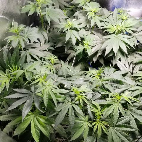 Quebec Blue (blue fire x grand daddy purple) growlog timeline photo